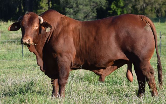 Glenlands D Ultimatum